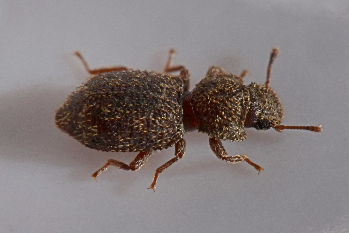Zopheridae: Coxelus pictus